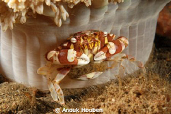 Crab guarding its eggs. by Anouk Houben 